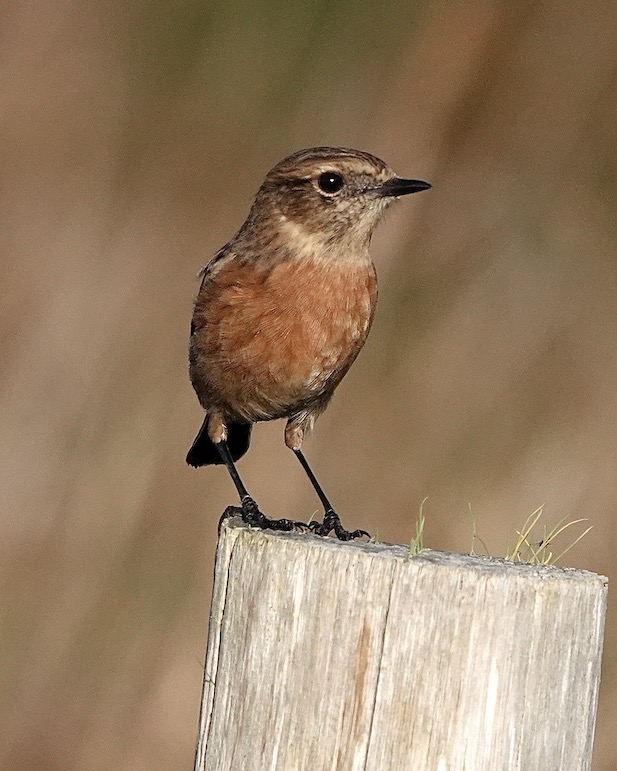 stonechat